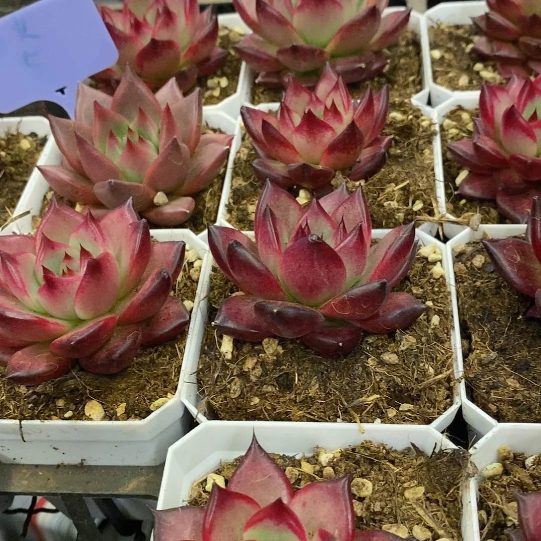 团。焰火。福利多多