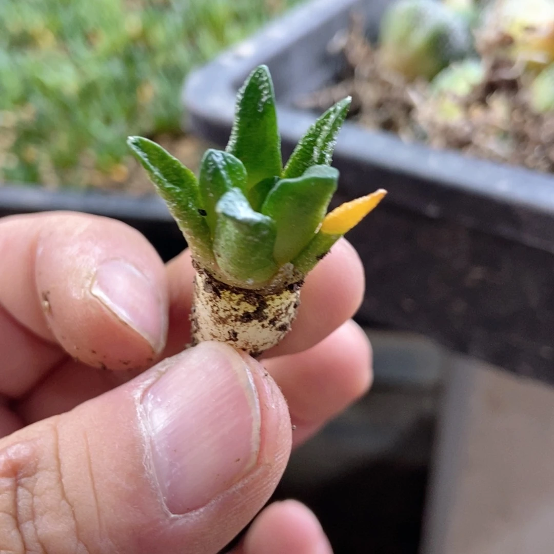 英**胖无刺仙人球开花