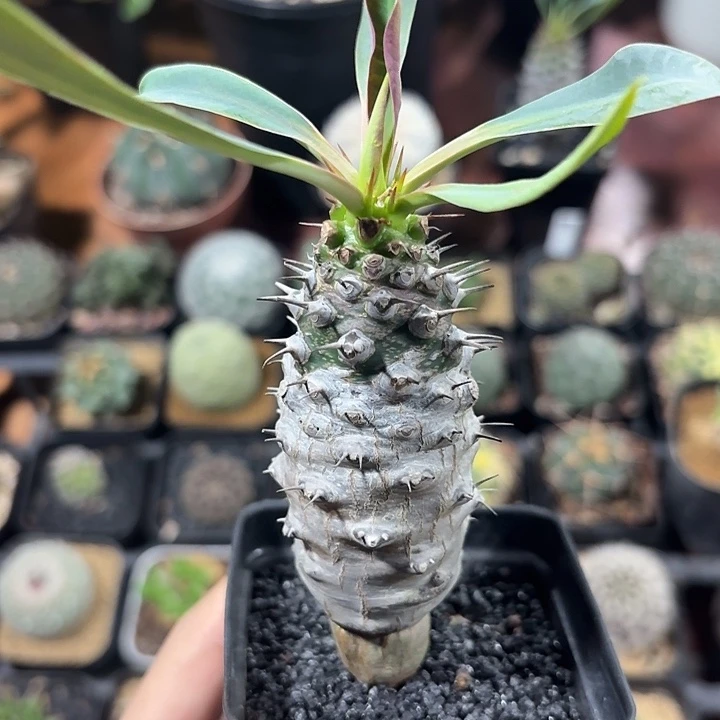有***福瓶干麒麟仙人球123