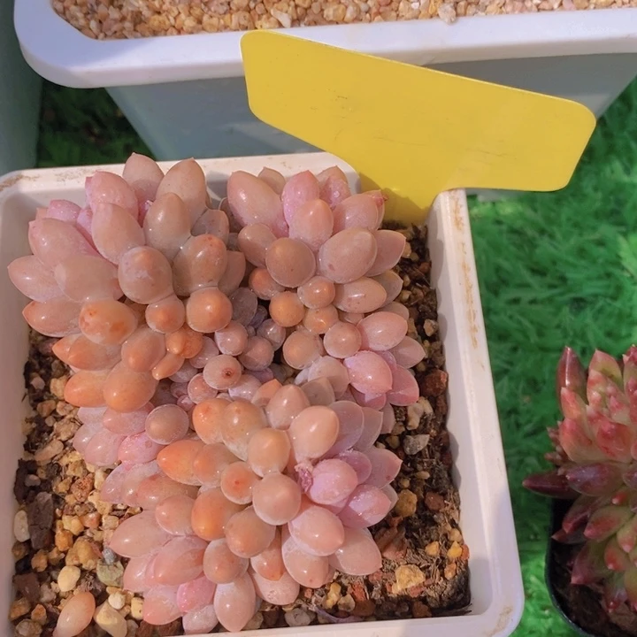 多肉植物，开心多肉