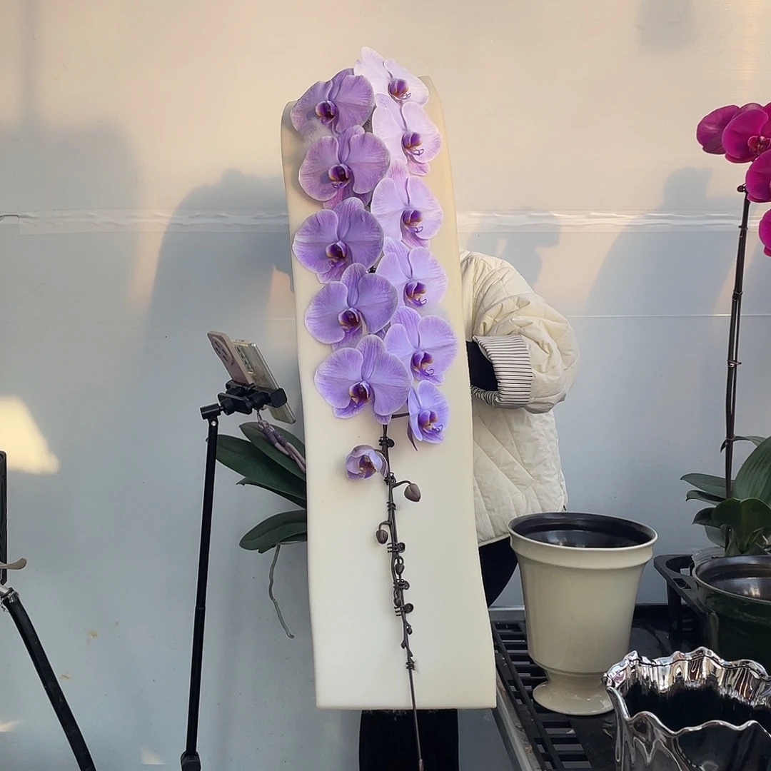 无花朵浪漫紫马卡龙