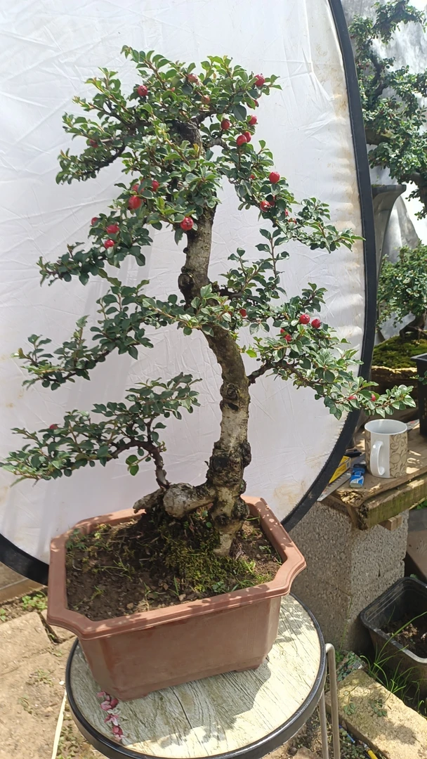 白花米叶珍珠荀子四季长青不落叶不落果