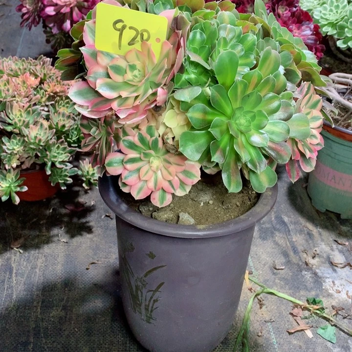 920粉女巫花脸多肉111111