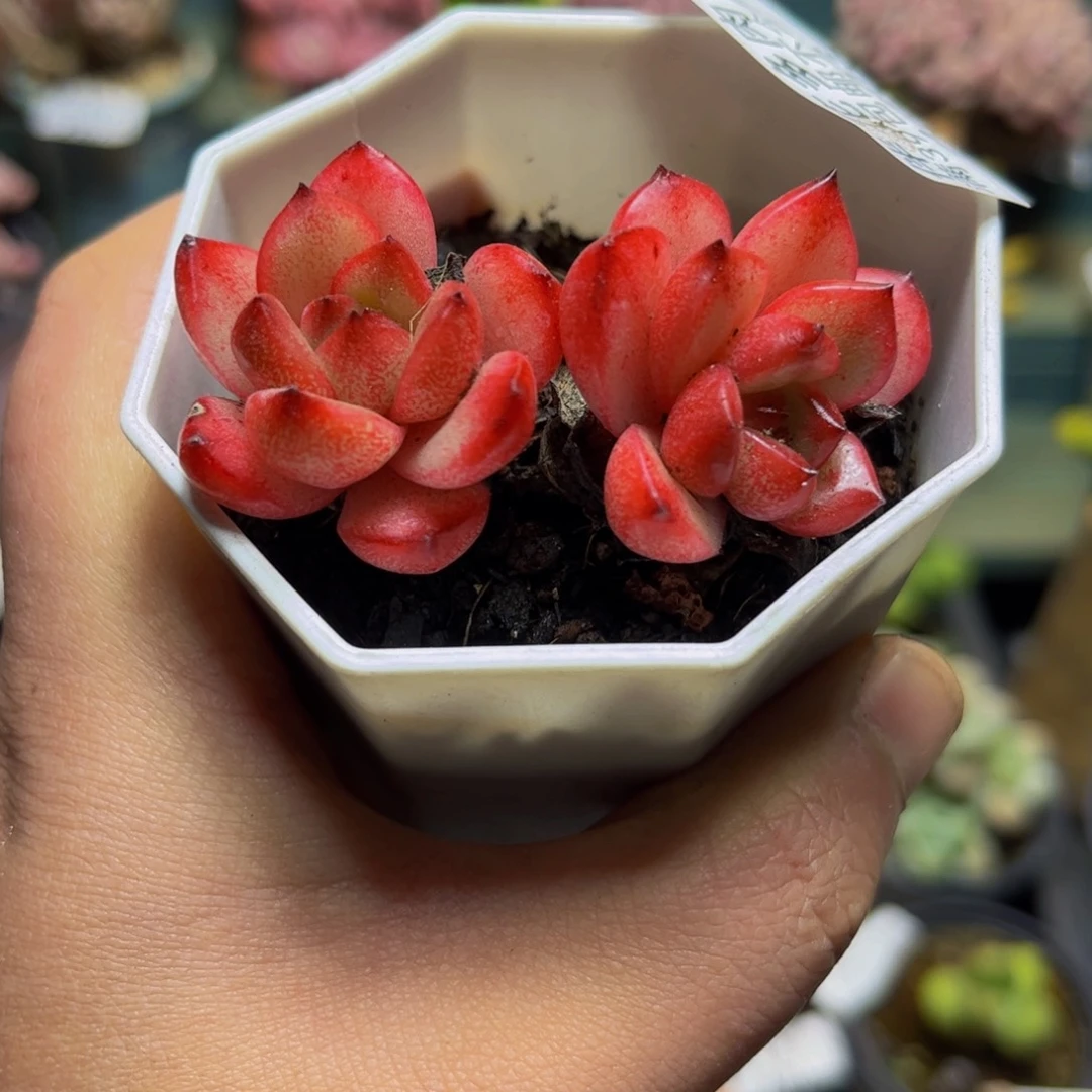 303TM5厘米多肉植物