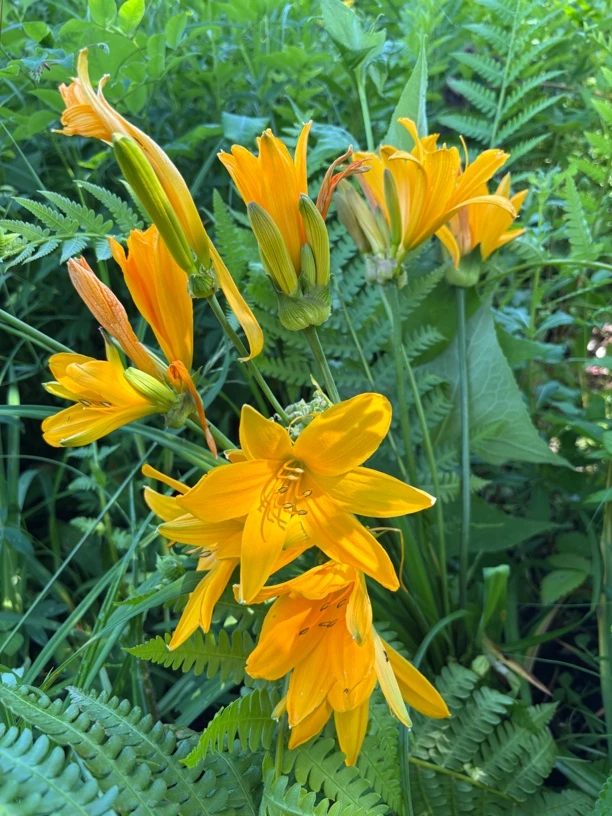 黄花菜新鲜黄花菜干货