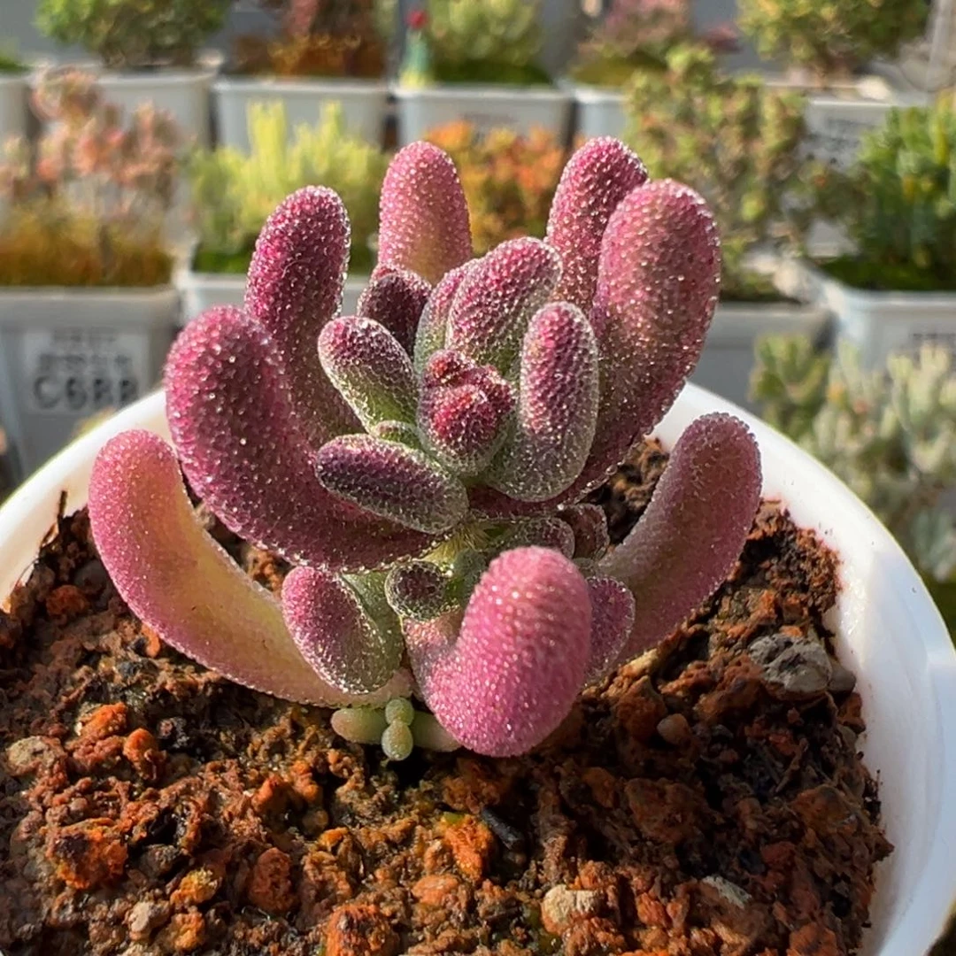 28-278超紫五圆盆