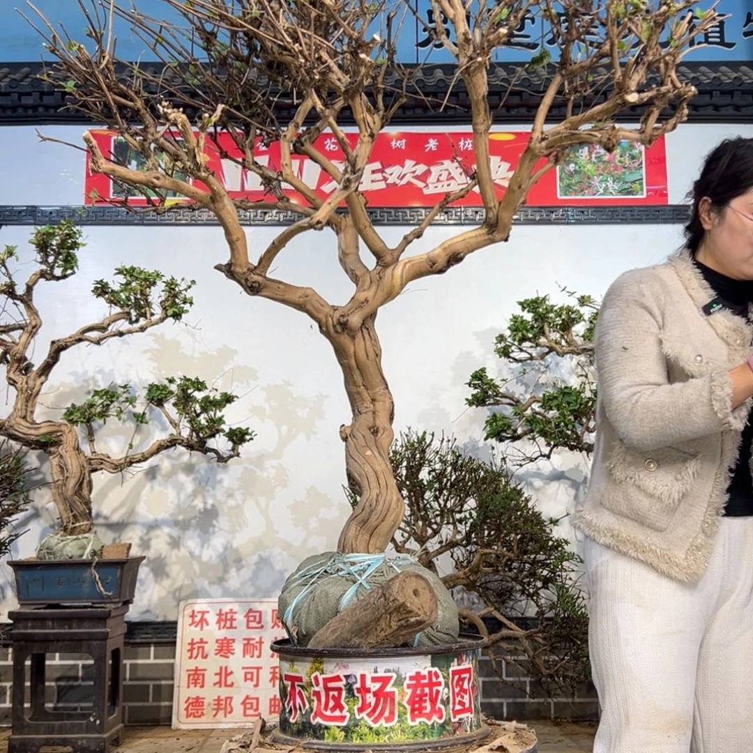 无花朵金银花88888