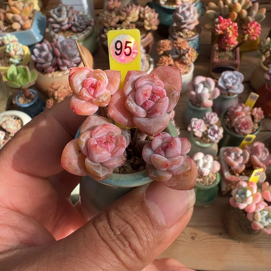 95号星影4头老桩无砍