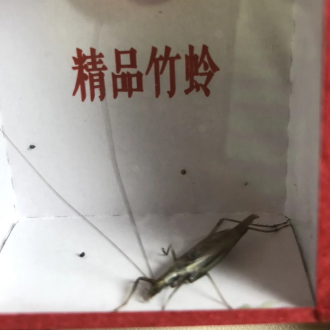 四火鸣虫 紫竹人工连口叫 2只