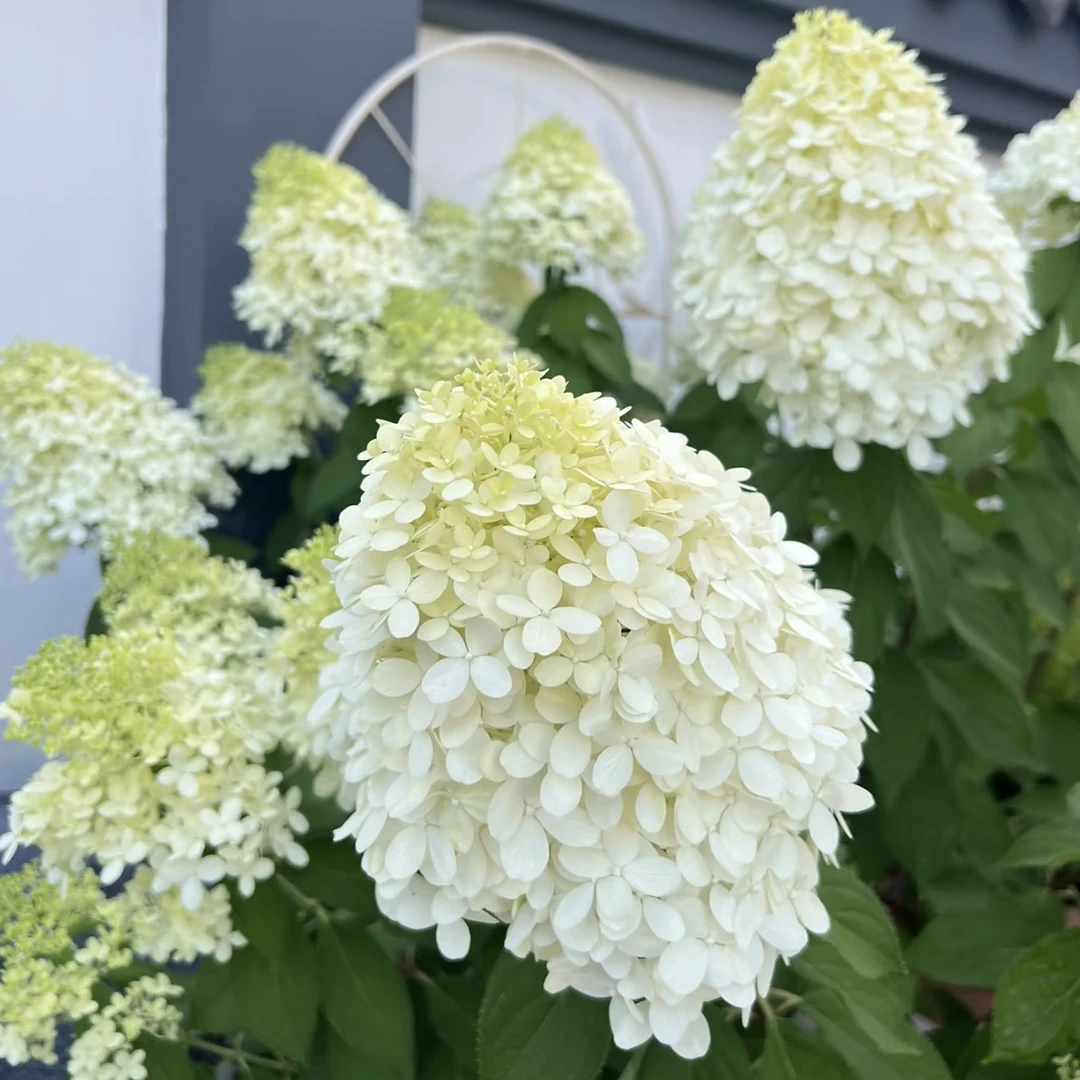 北极熊圆锥绣球花盆栽庭院阳台新手易养护喜水花园植物