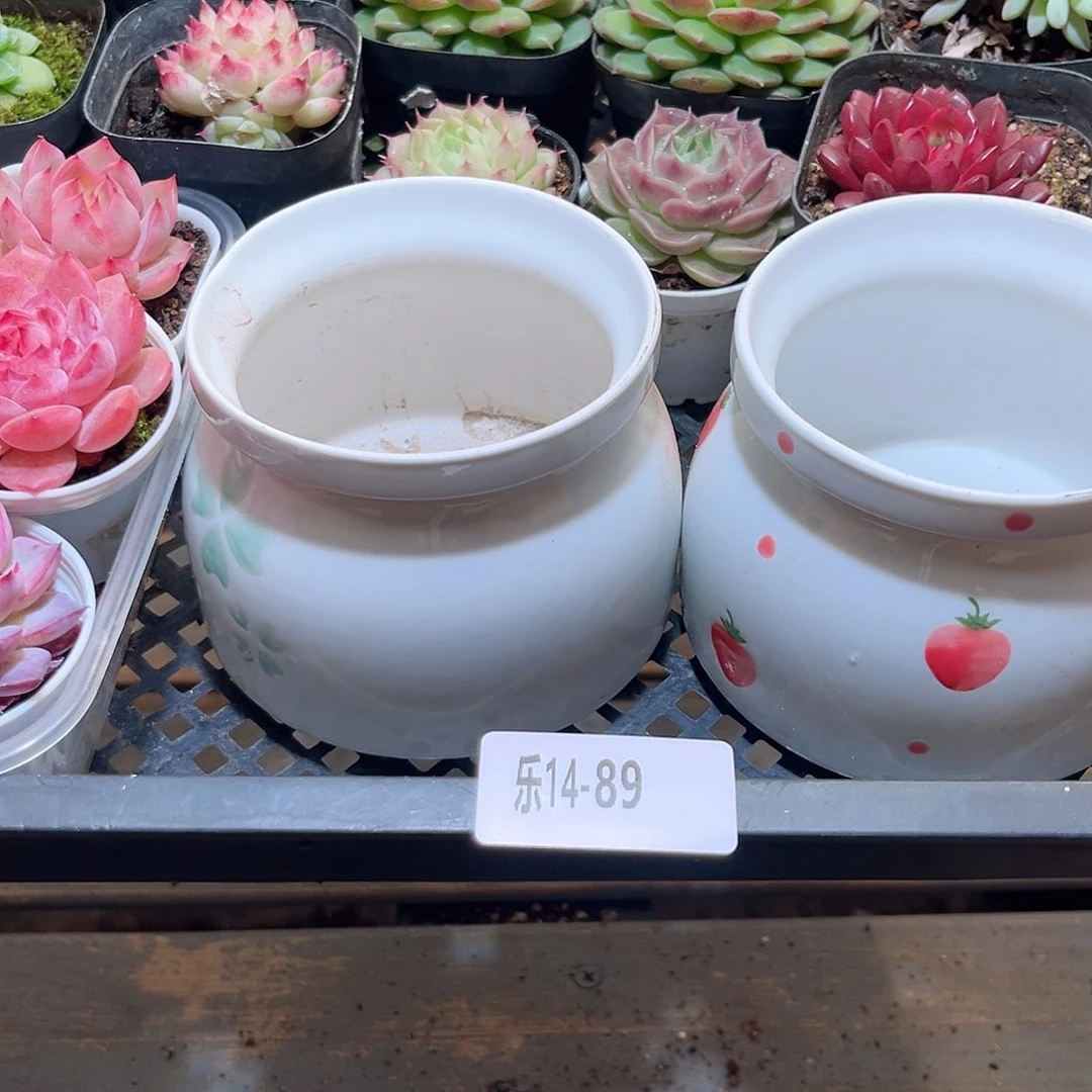 乐14-89 框拍29颗