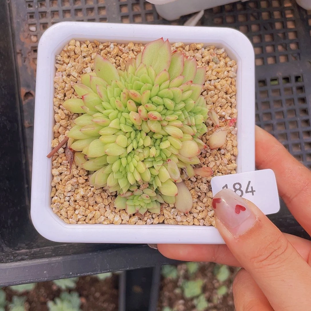 184。珍妮缀化。