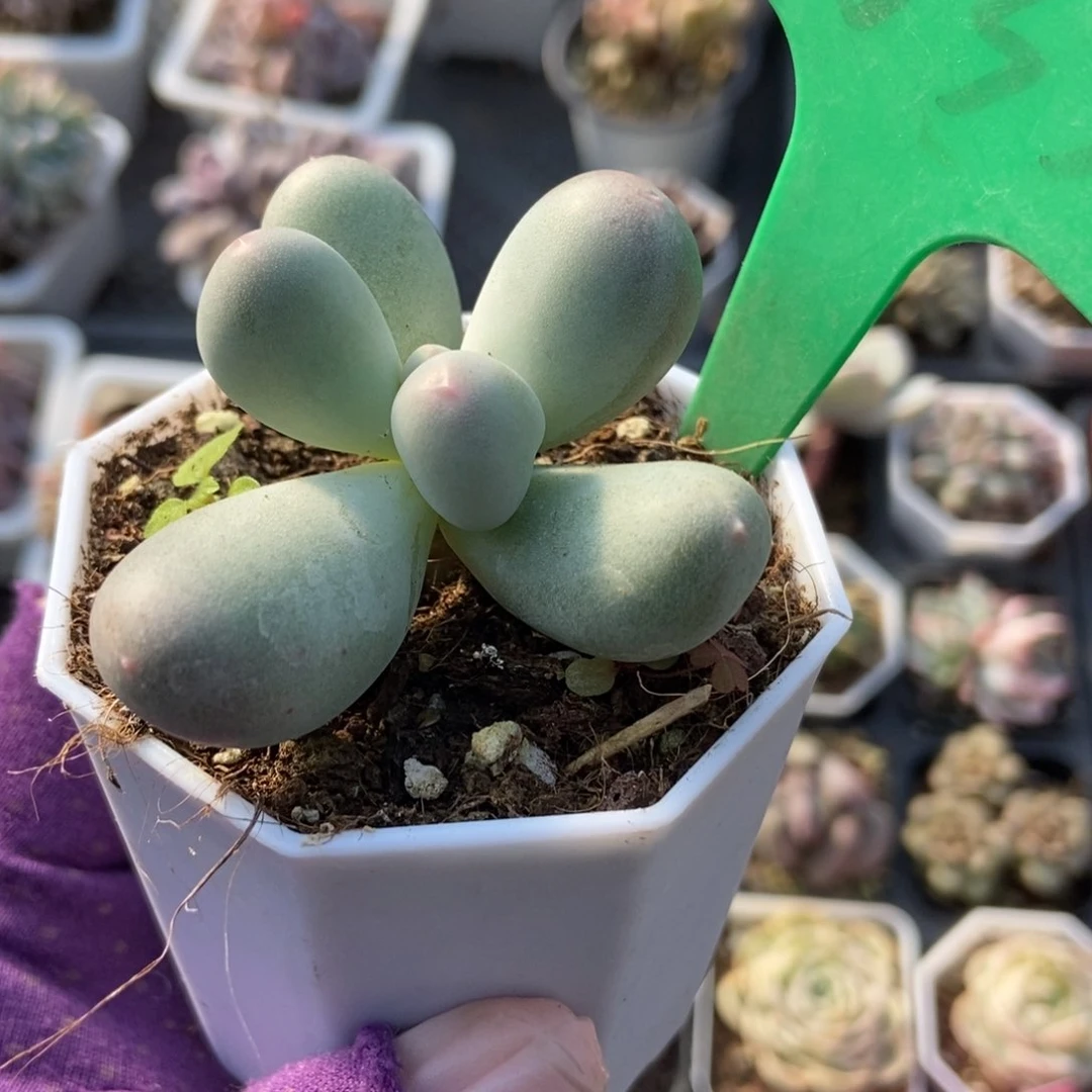 1035米可奶多肉植物保护