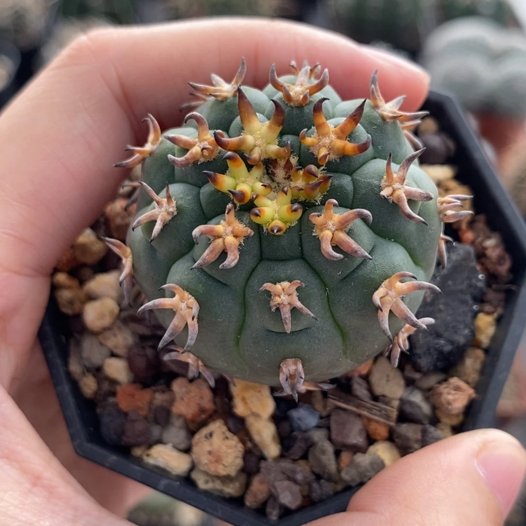 优选猫爪天平植播园艺