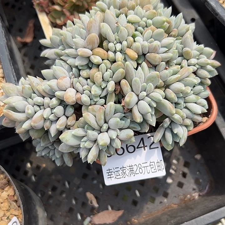 幸运的是我没有遇到过这么可爱