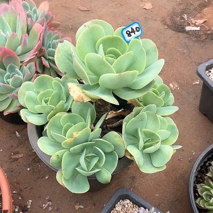 840碧桃一物一拍多肉