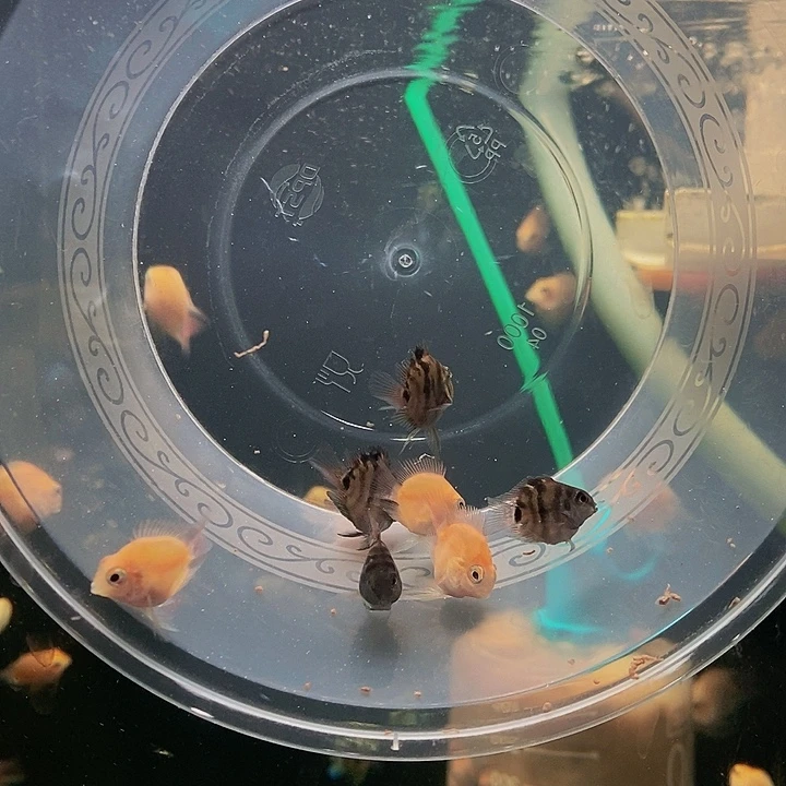 海水摩卡胭脂粉套餐竞拍中