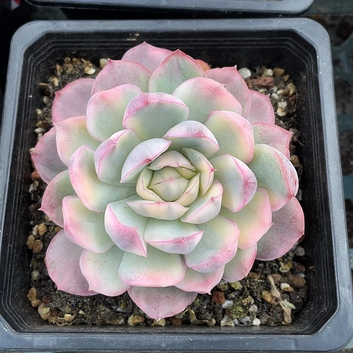 草莓蛋糕锦一物一拍