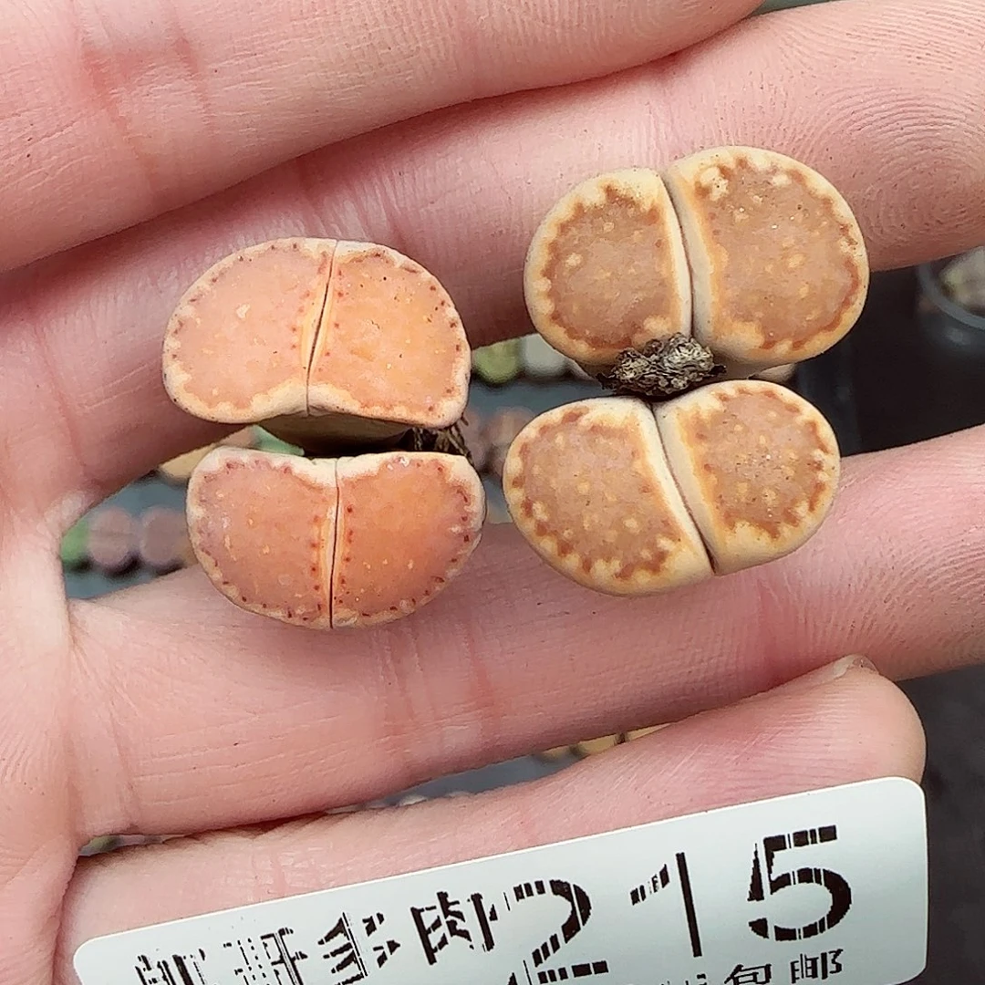 满满18包邮1206-215