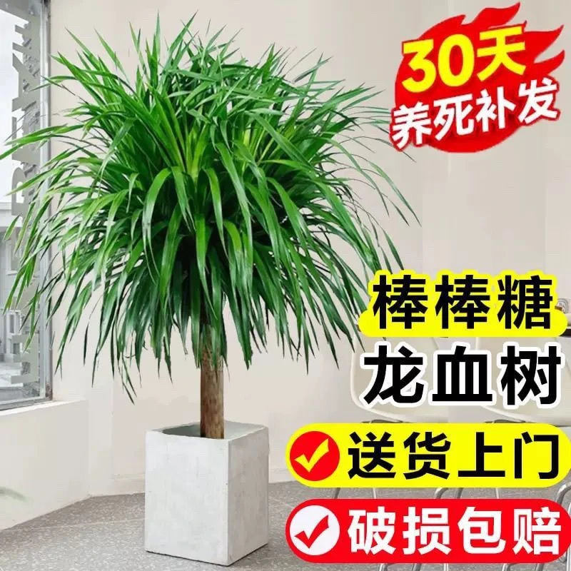 龙须树龙须铁龙血树多头花卉盆栽室内客厅大型绿植花卉美化空气