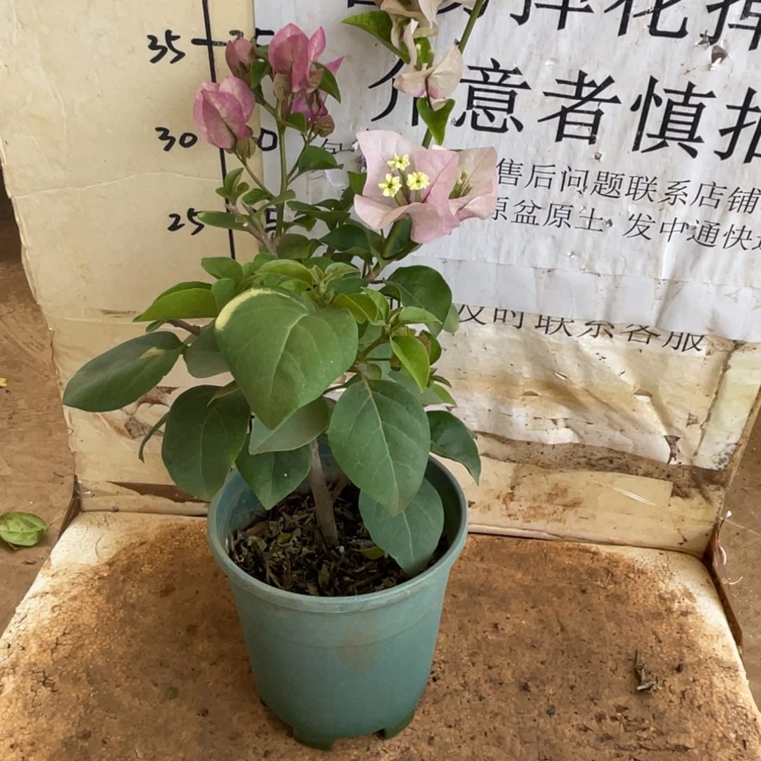 当前无花朵，栽培后可花朵2h
