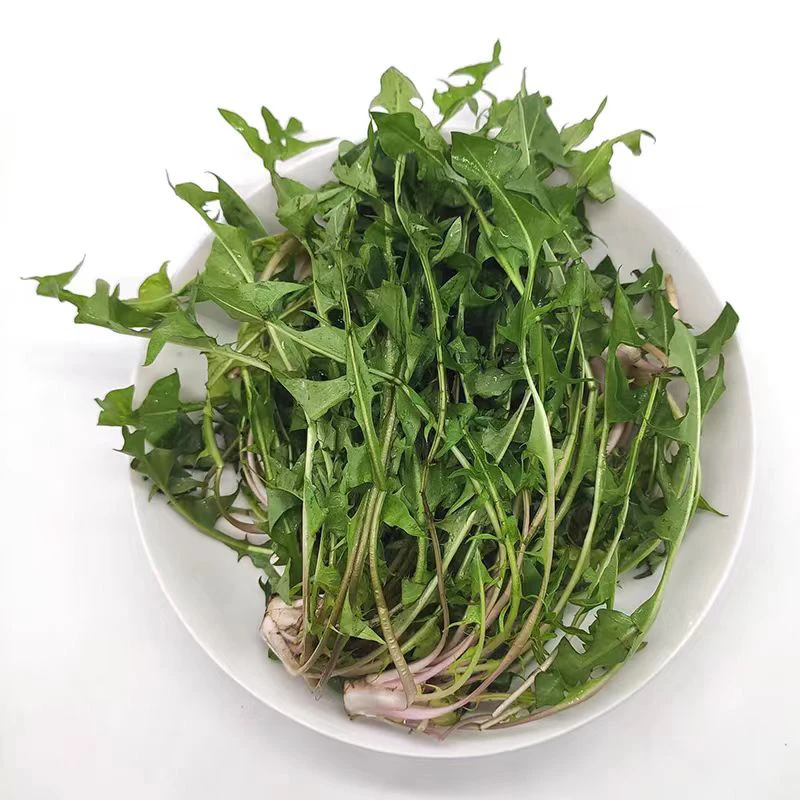 东北新鲜 婆婆丁 曲麻菜 顺丰包邮