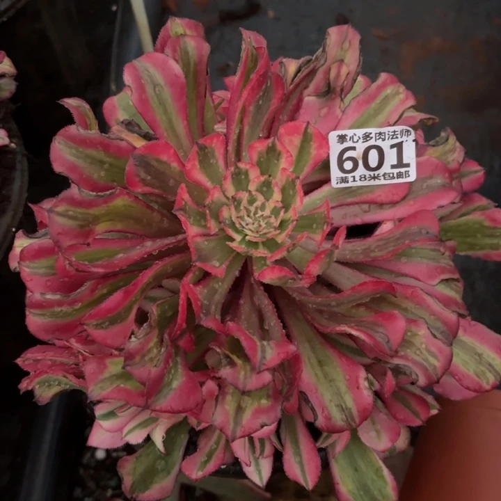 ?**?601粉铜掌心多肉法师锦不包侧枝断枝