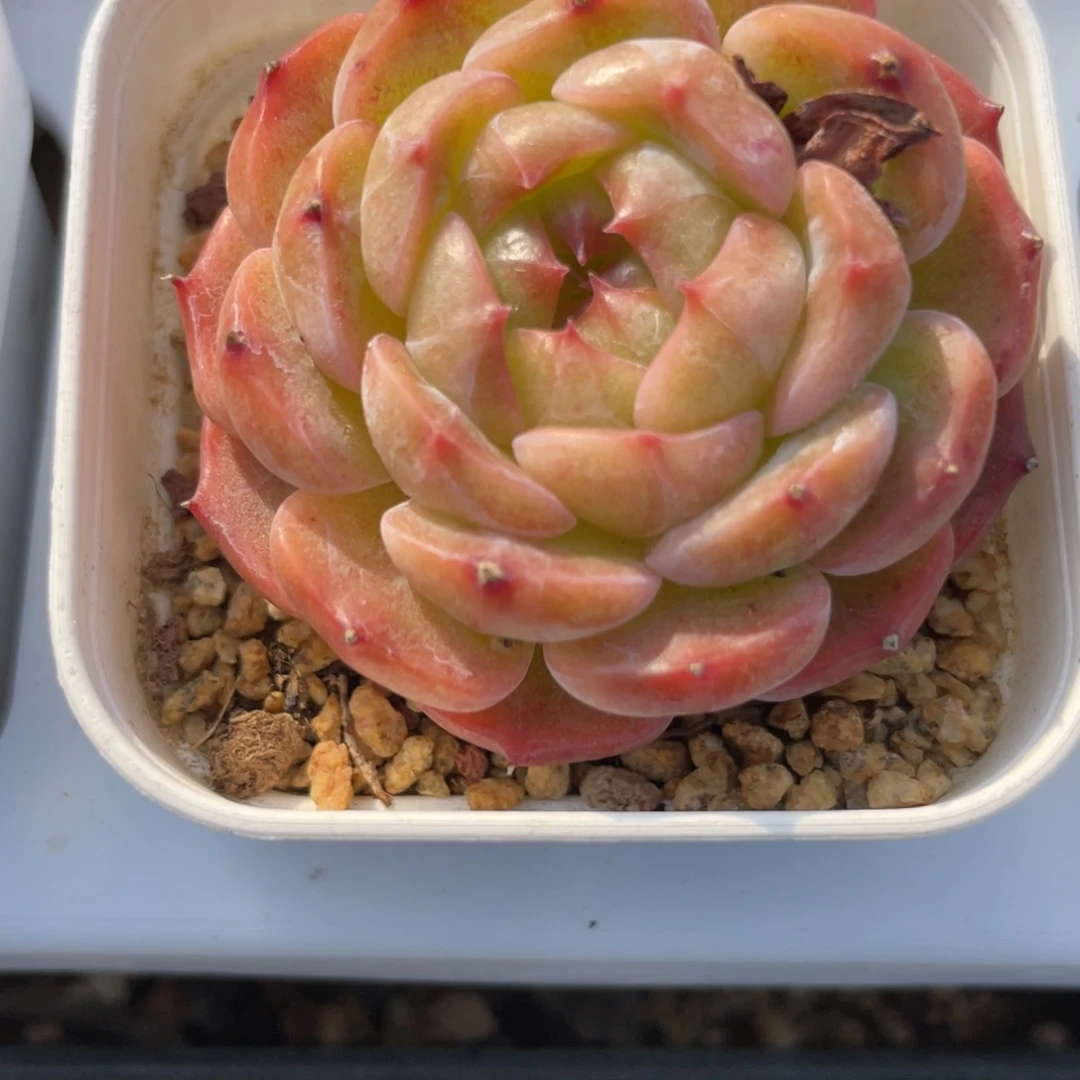 1229包子麦秆福利