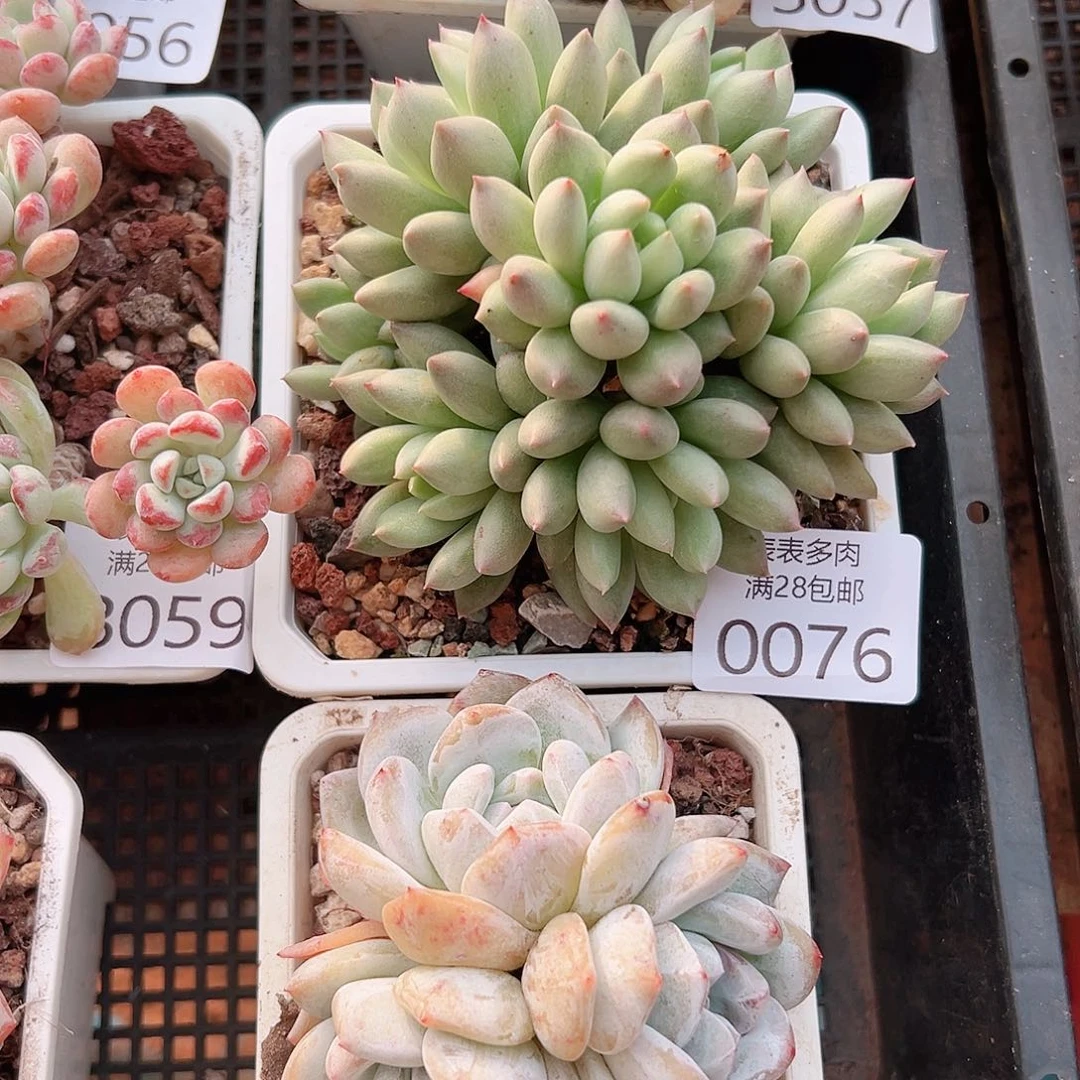 江****多肉一物一拍植物0076