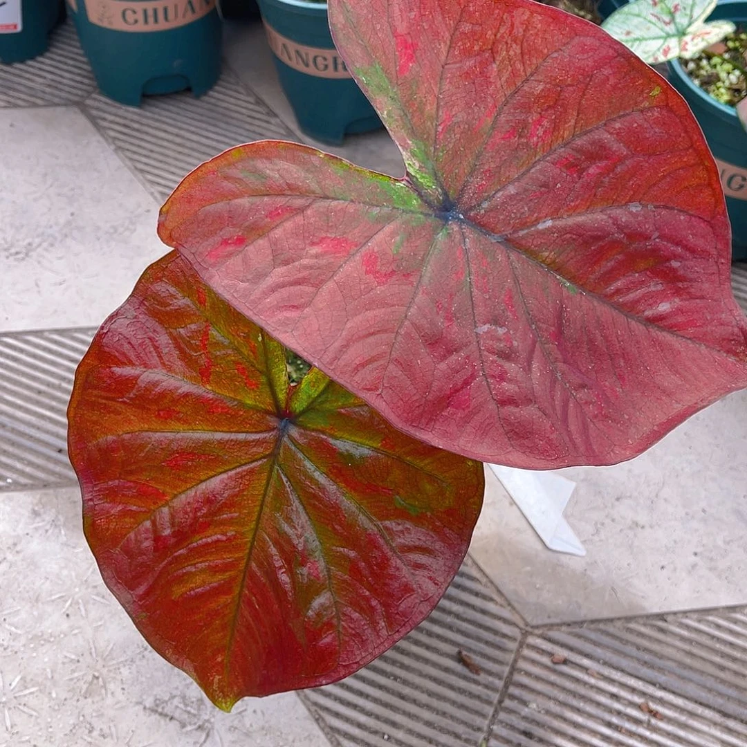 完全开放泰彩一物一拍9545