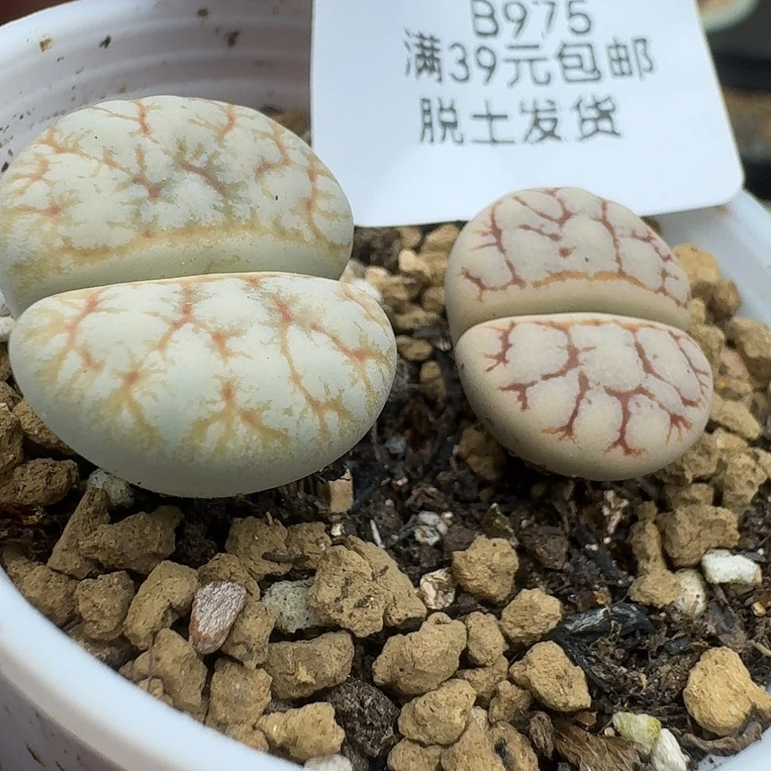 975多肉哈哈哈哈哈哈哈哈