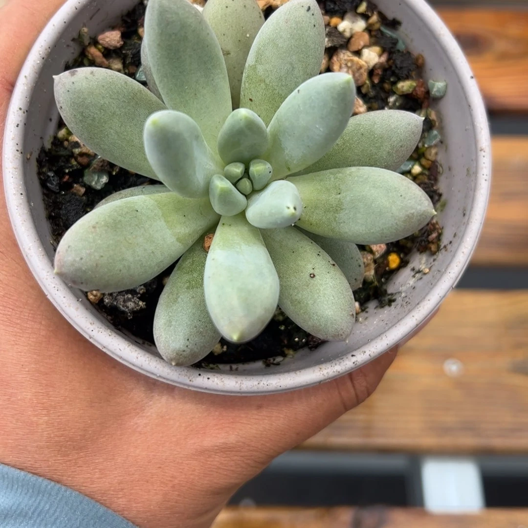 彩虹体哥特满68包邮张张精品多肉06