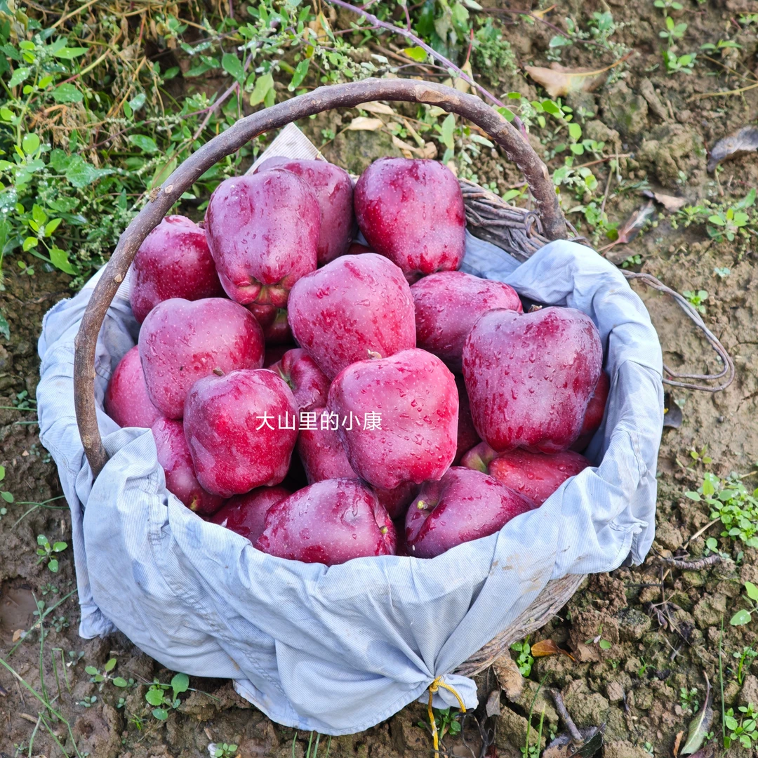 甘肃天水花牛苹果自家种植现摘现发2025应季新鲜苹果