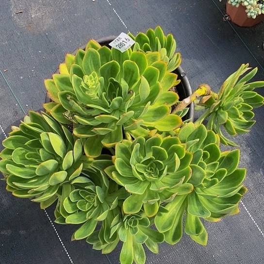 小****发花蝴蝶群28016