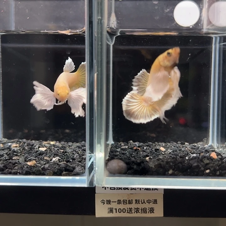 斗鱼一单包邮12日60+130