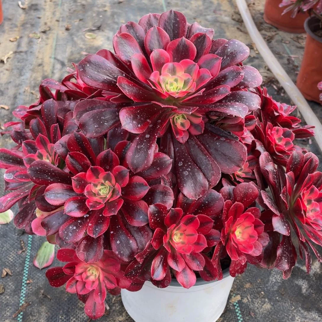 小***吖722美杜莎精品法师多肉