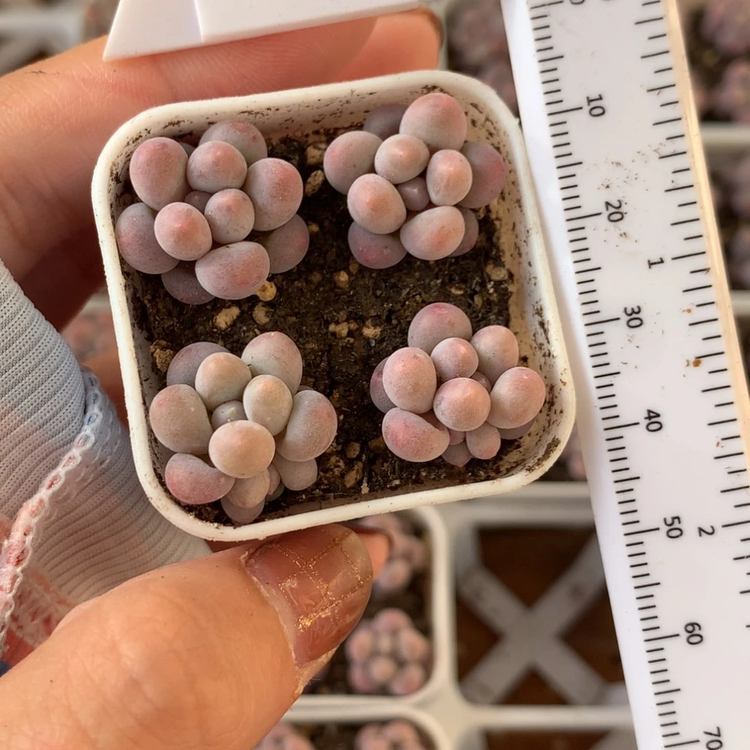 樱花奶酪一盒带盆带土