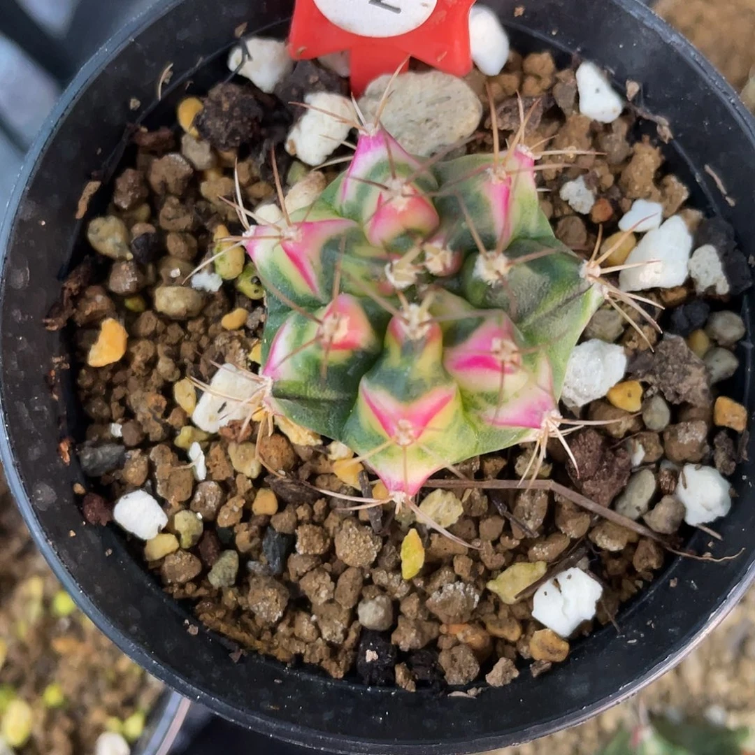 1-12花田侧芽2.9厘米