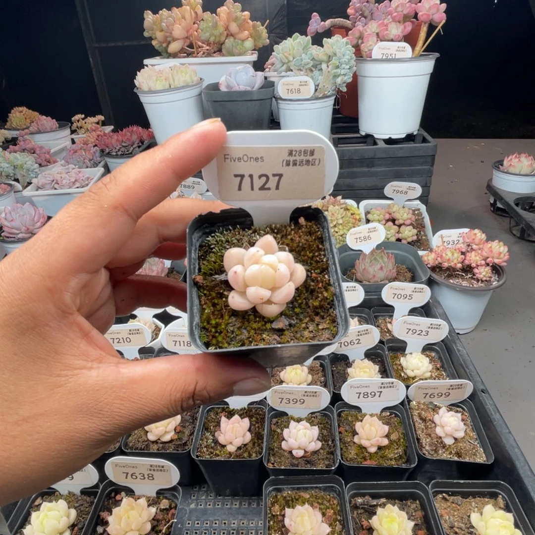 7127 麦秆3.5厘米