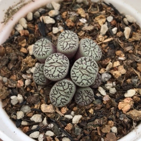 多肉肉锥 墨小锥