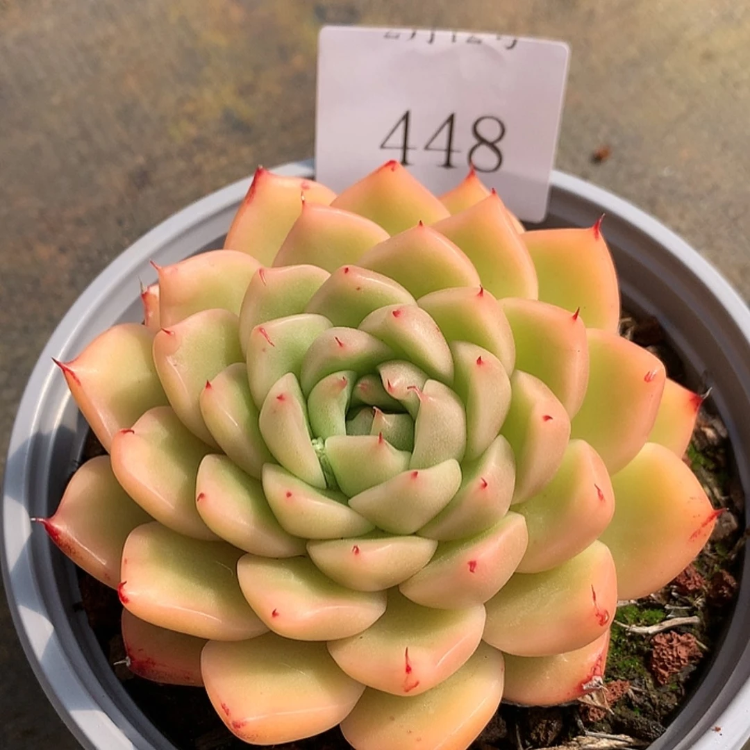 【闪购商品】云448号