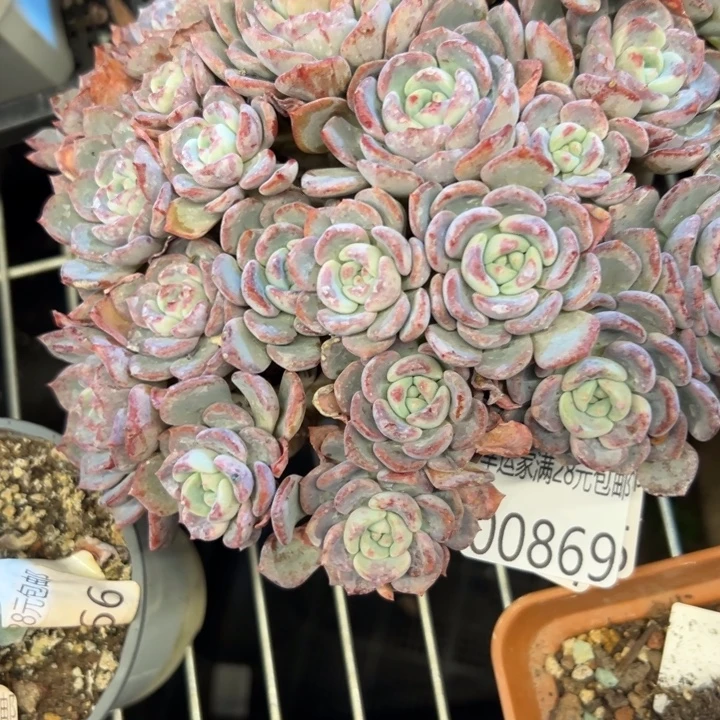 幸运儿的一个好消息就是幸运