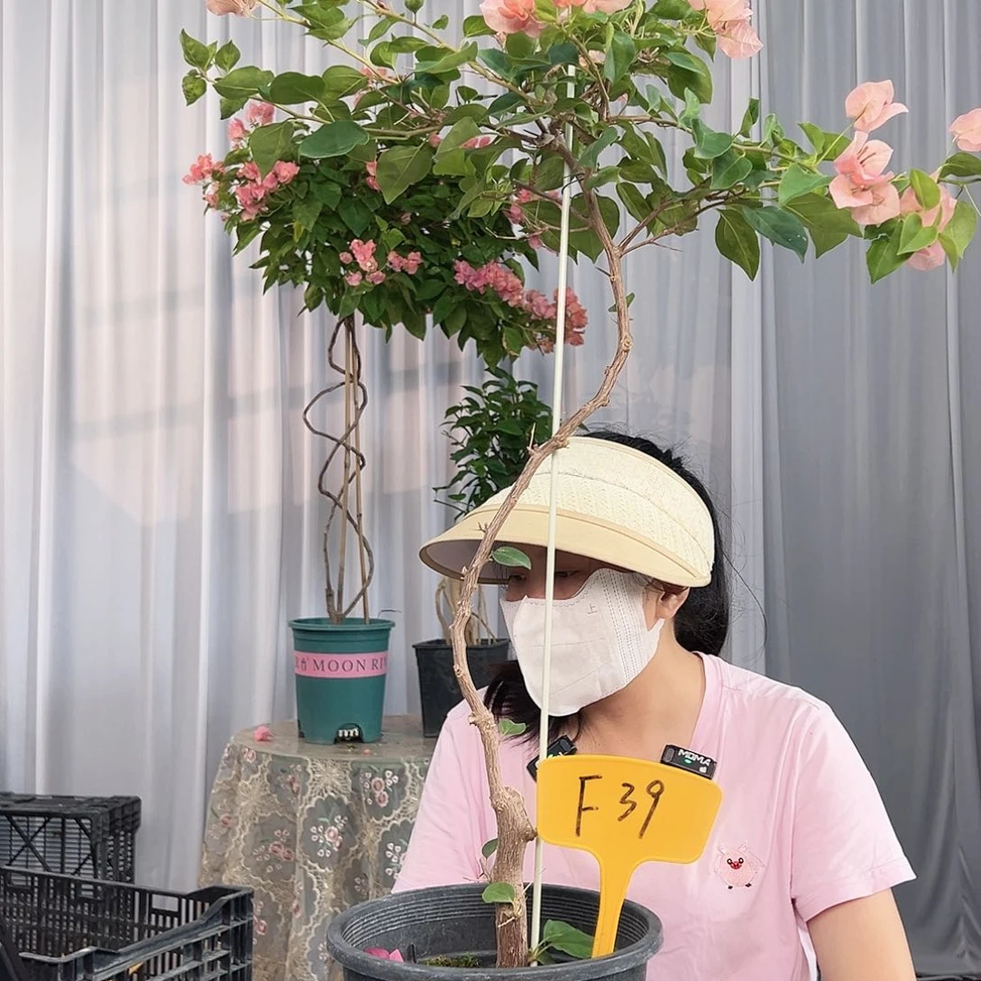 欢***哥大部分开放少量花苞F39日落