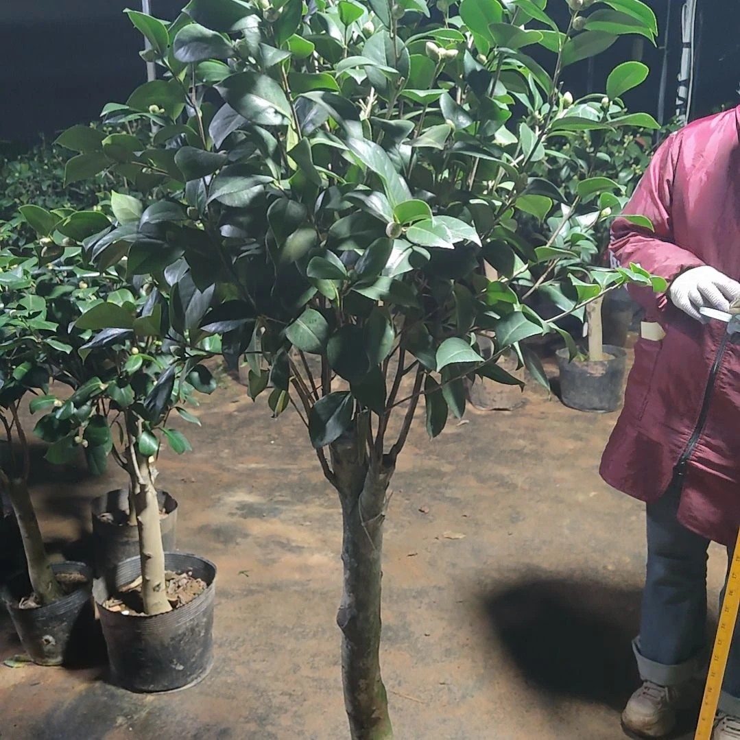 全部花苞蓝水晶不包邮