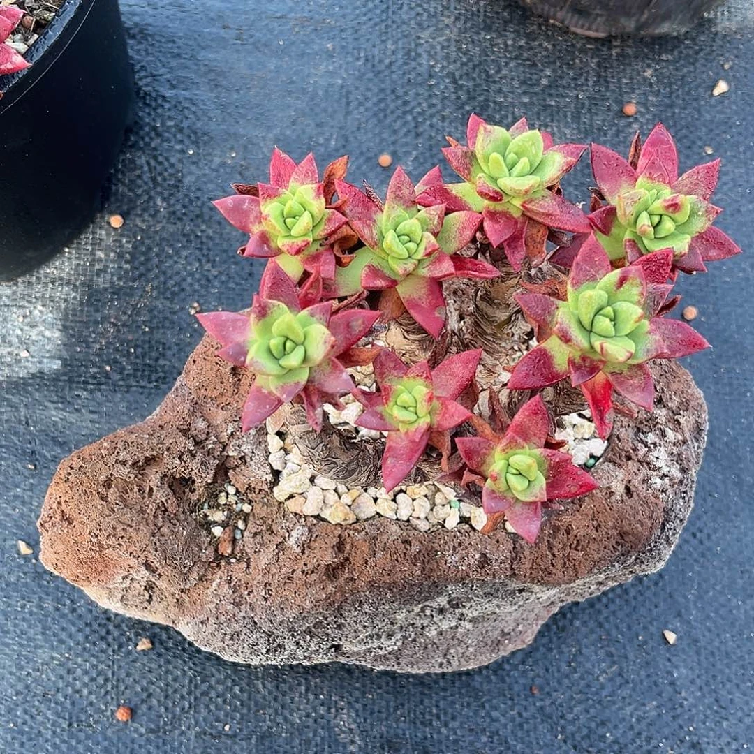 1362 小鹿多肉一物一拍