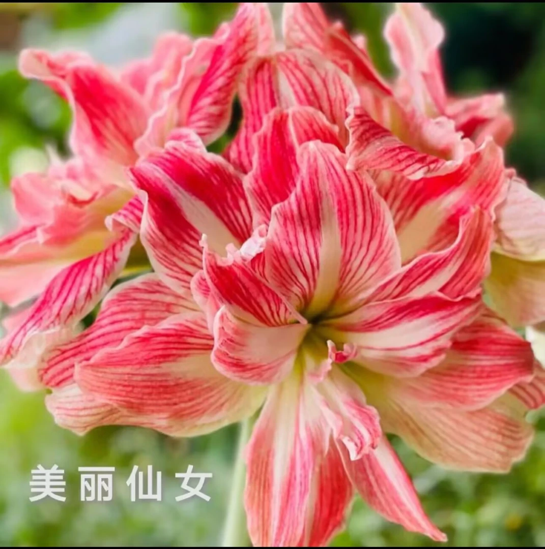 美丽仙女）朱顶红种球6-8厘米