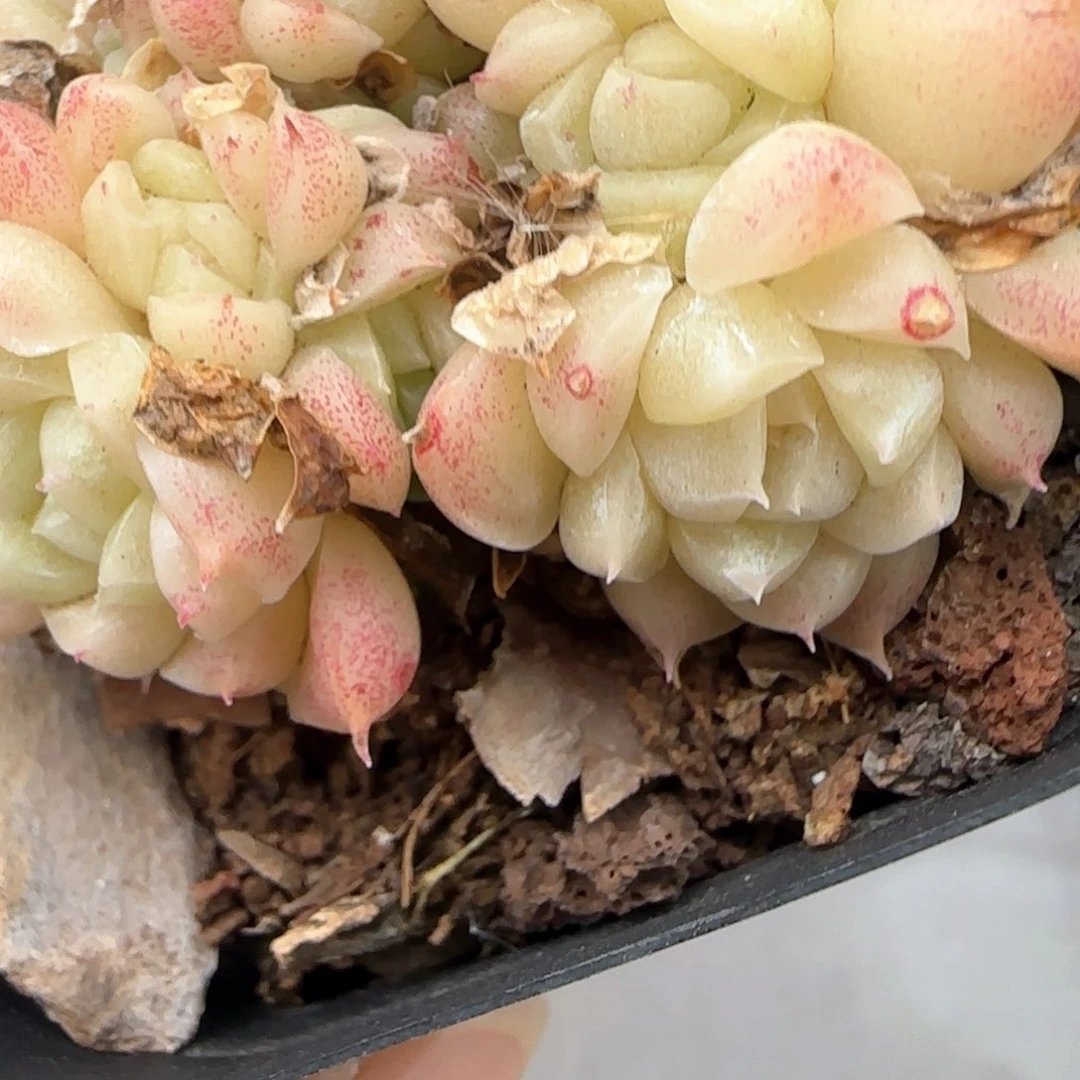 252东篱下多肉植物盆栽