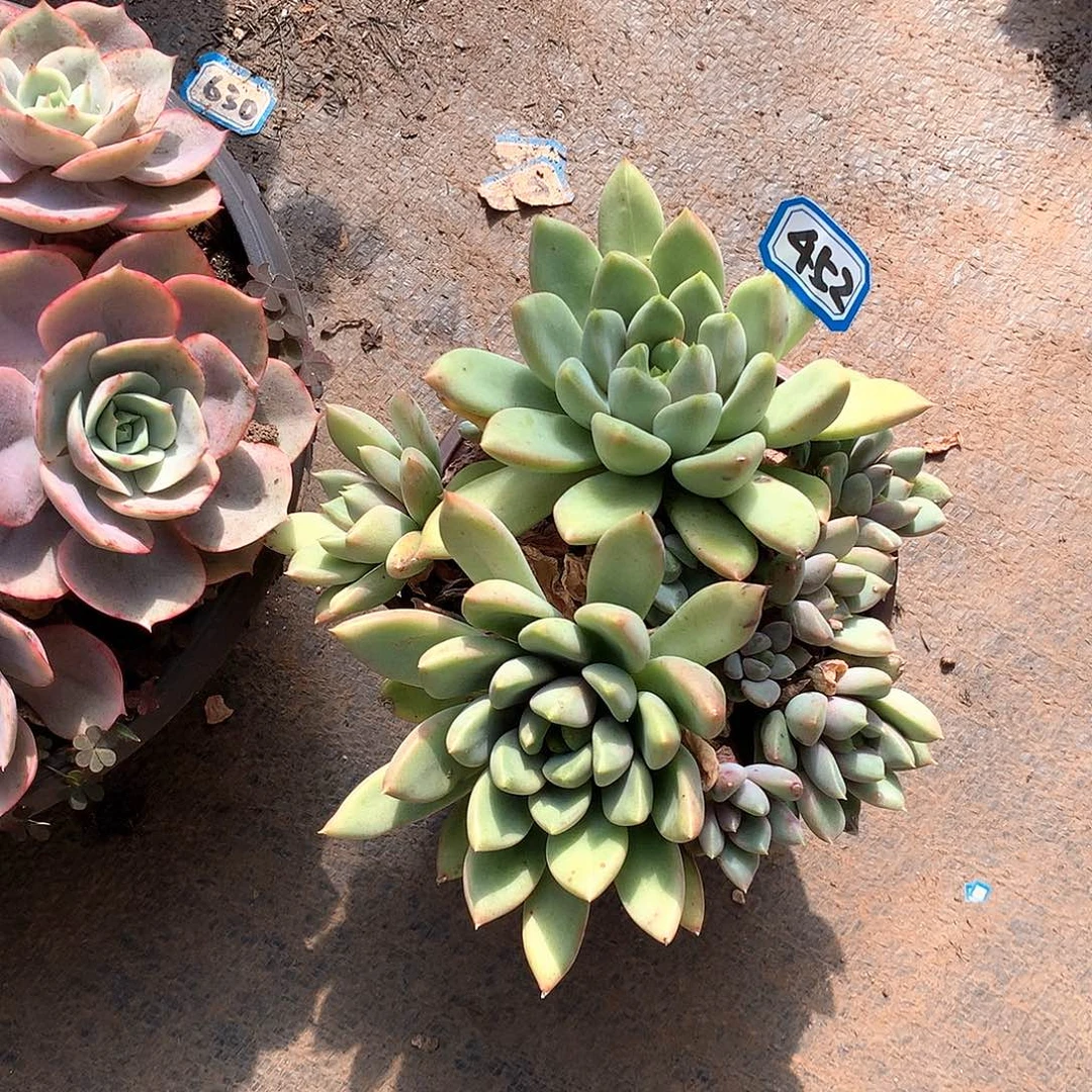 452象牙一物一拍多肉