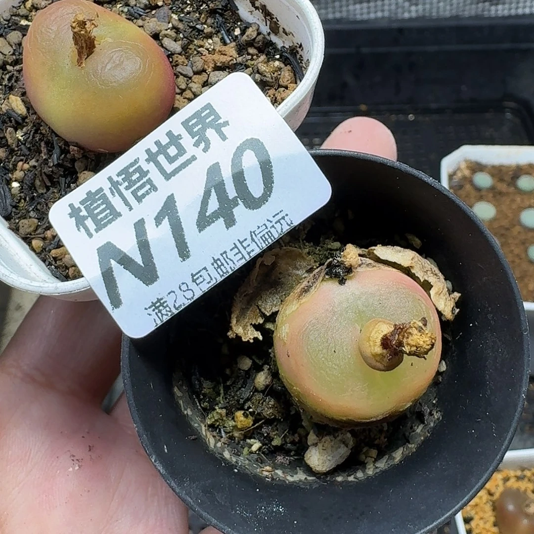 十***酒多肉植物的Ghnmmk