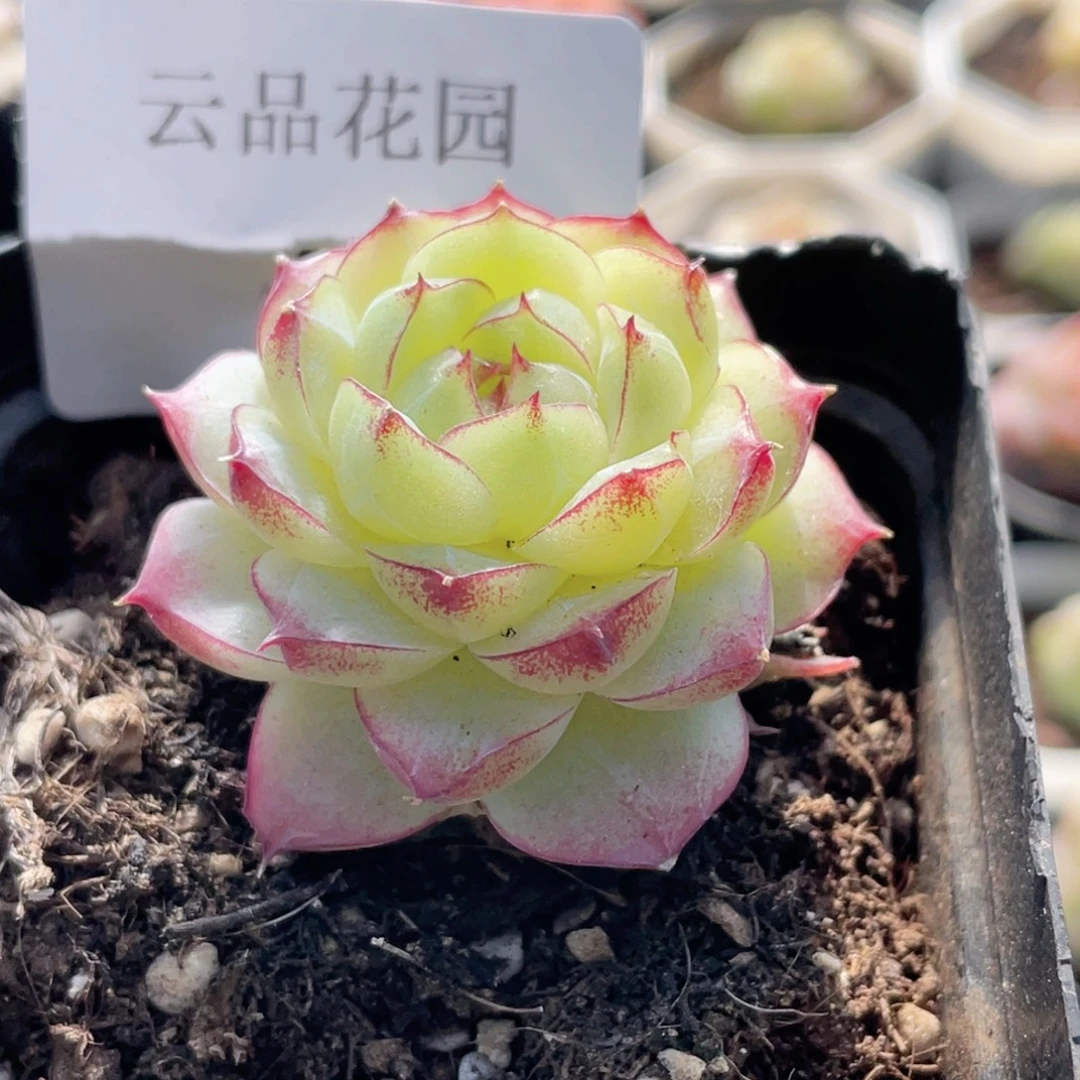 47号糖心冰心珍妮 福